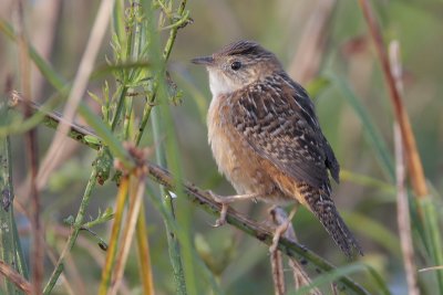 Sedge Wren