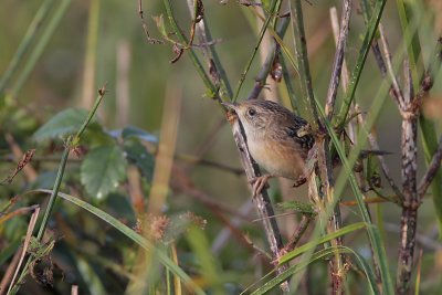 Sedge Wren