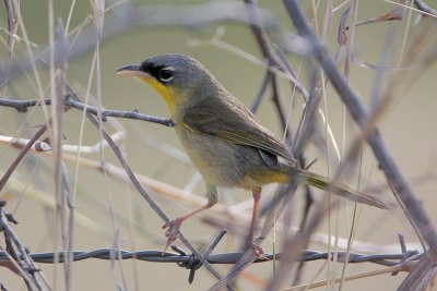 Gray-crowned Yellowthroat