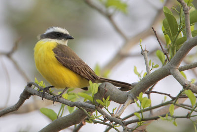 Social Flycatcher