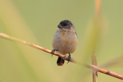 White-collared Seedeater