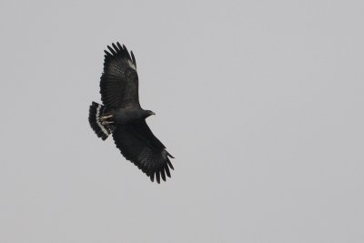 Common Black-Hawk