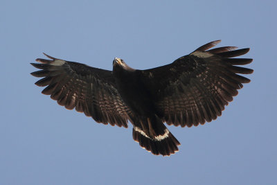 Common Black-Hawk