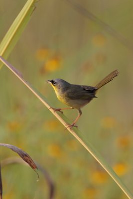 Gray-crowned Yellowthroat