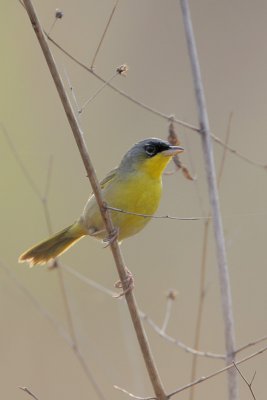 Gray-crowned Yellowthroat