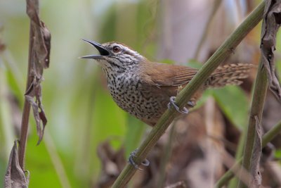 Spot-breasted Wren