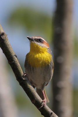 Rufous-capped Warbler