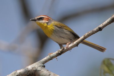 Rufous-capped Warbler