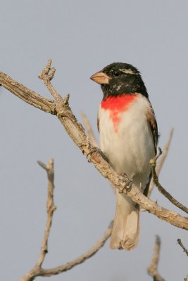 Rose-breasted Grosbeak