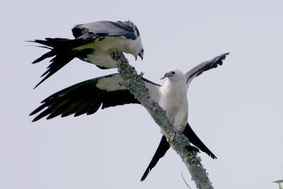 Swallow-tailed Kite