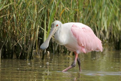 Roseate Spoonbill