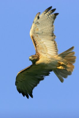 Red-tailed Hawk