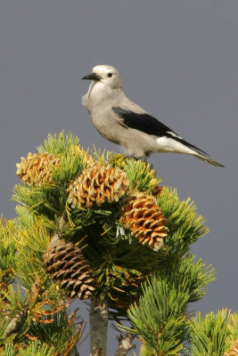 Clark's Nutcracker