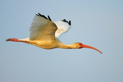 White Ibis