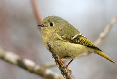 Ruby-crowned Kinglet