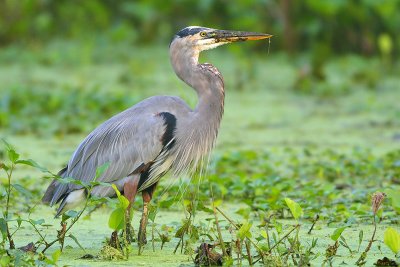 Great Blue Heron