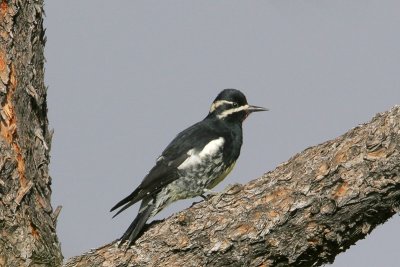 Williamson's Sapsucker