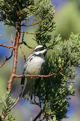 Black-throated Gray Warbler