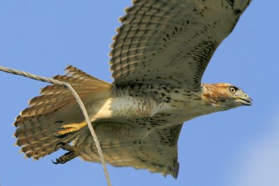 Red-tailed Hawk