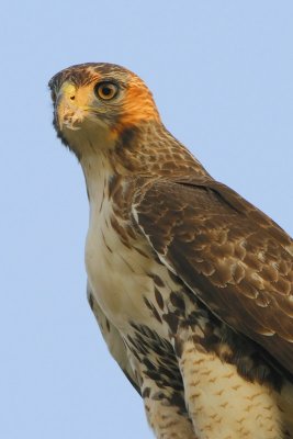 Red-tailed Hawk