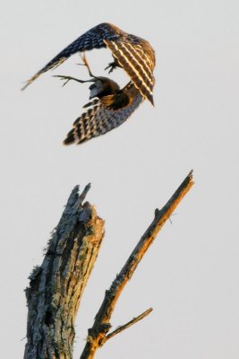 Red-shouldered Hawk takes a Common Moorhen