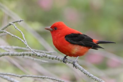 Scarlet Tanager