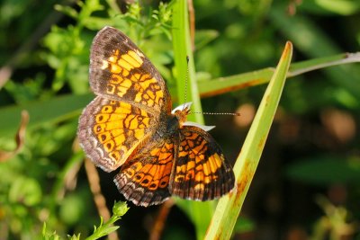 Pearl Crescent