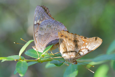 Hackberry Emperor