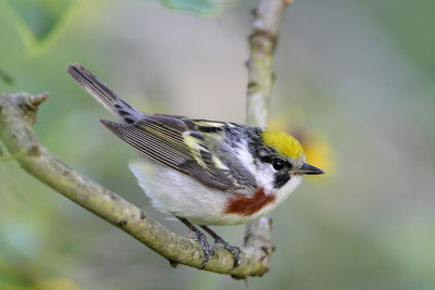 Chestnut-sided Warbler