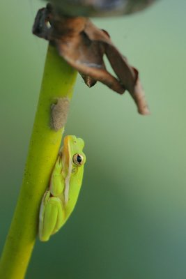 Green Tree-Frog