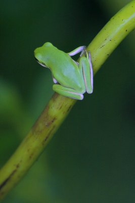 Green Tree-Frog