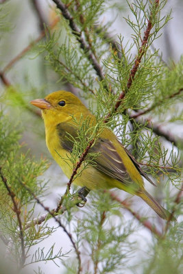 Scarlet Tanager