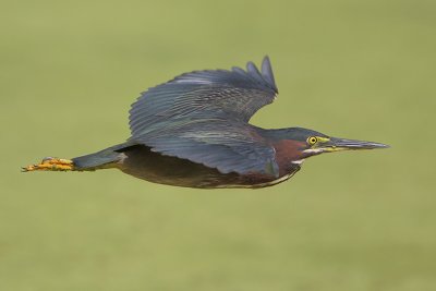 Green Heron