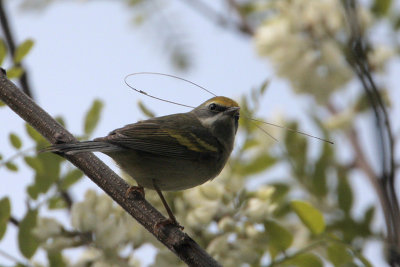 Golden-winged Warbler