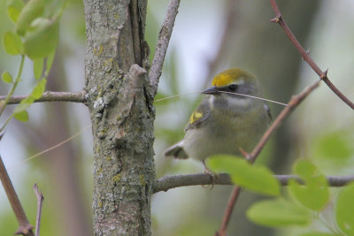 Golden-winged Warbler