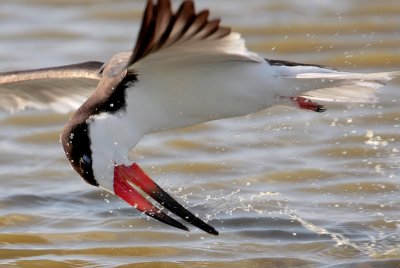 Black Skimmer