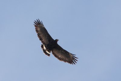 Common Black Hawk