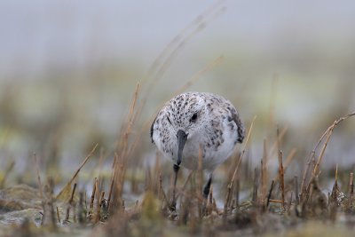 Sanderling