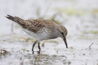 White-rumped Sandpiper