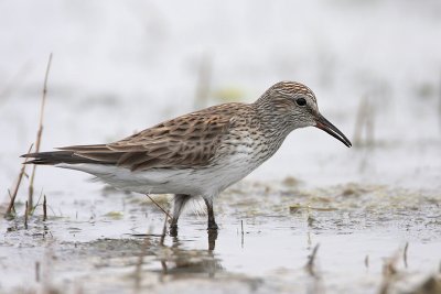 White-rumped Sandpiper