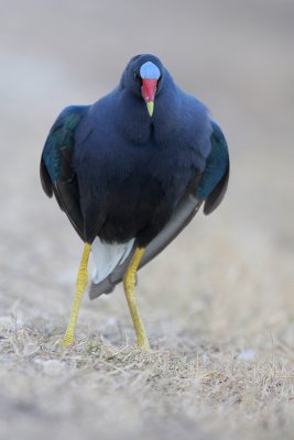 Purple Gallinule