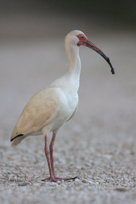 White Ibis