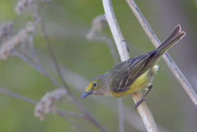 White-eyed Vireo