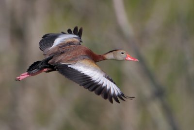 Black-bellied Whistling-Duck