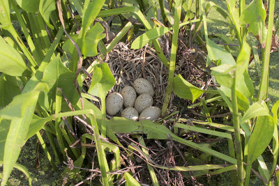 Common Moorhen Nest