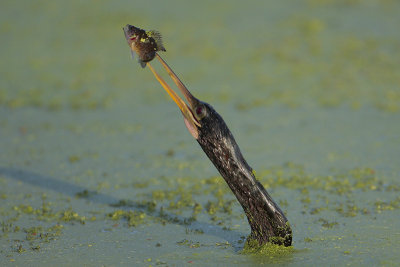 Anhinga