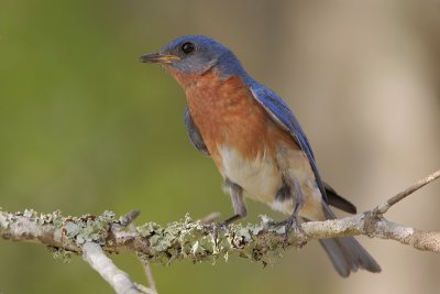 Eastern Bluebird