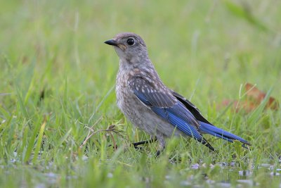 Eastern Bluebird