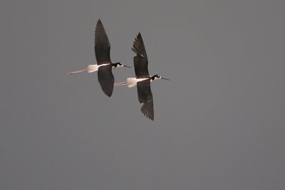 Black-necked Stilt