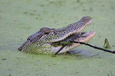 American Alligator eating a fish